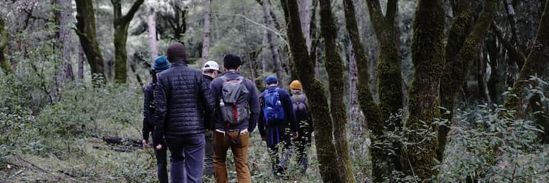 Six people walking through the woods away from the camera