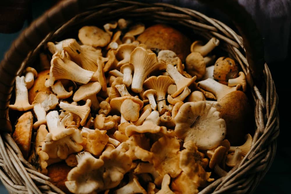 A basket of chanterelle mushrooms
