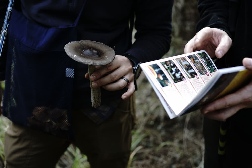 An Asian man holding a brown mushroom and a white man using a book to identify the mushroom
