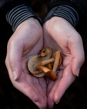 A white woman's hands holding candy cap mushrooms